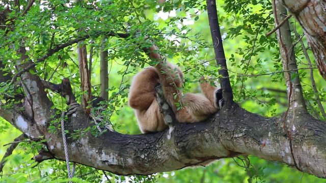 two white-handed gibbon relaxing on the timber.