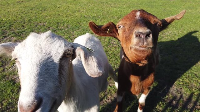 Close up view of  domestic goats are closely related to the sheep and one of the oldest domesticated species of animal and have been used for milk meat fur and skins across much of the world 4k