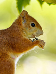 Eichhörnchen frisst Sonnenblumenkerne