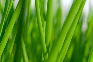 green onion background texture growing