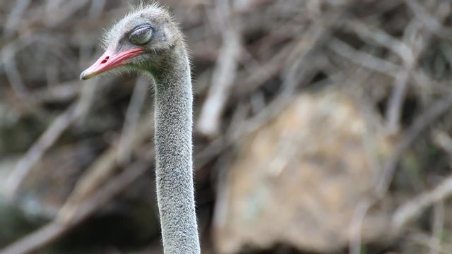 close - up of a head ostrich. 