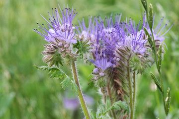 Blaue Wiesenblumen - Phacelia - Bienenweide - Büschelschön - Makro