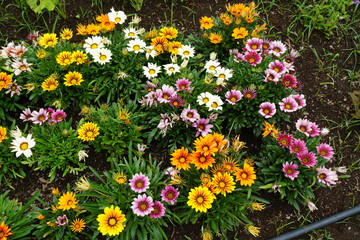 初夏のガーデン