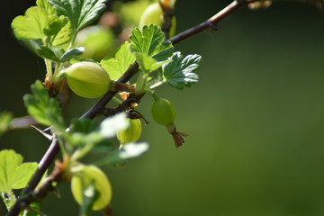 Unreife Stachelbeeren