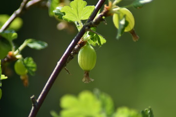 Unreife Stachelbeeren