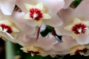 Obraz na płótnie Canvas Macro photo of a hoya fleshy in full bloom with all its colors in full