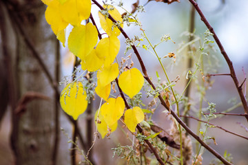 Yellow autumn leaves among thickets in the woods_
