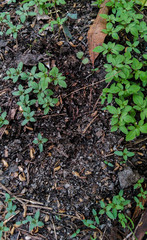 small green plants growing in dirty mud ( soil) background pattern wallpaper