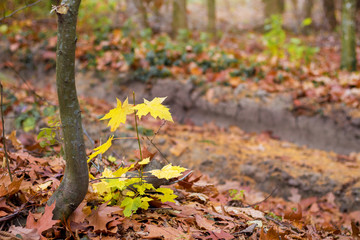 A small branch of a maple with yellow autumn leaves in a forest near a road covered with dry leaves_