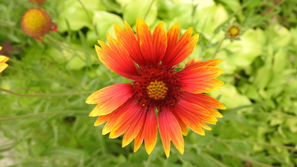 blanketflower or Gaillardia 