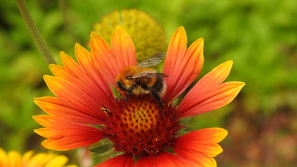 The bee on the yellow flower