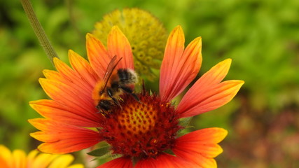 The cute fluffy bee