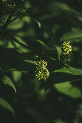 Green leaf anf lights on it