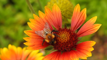 The bee on the yellow flower