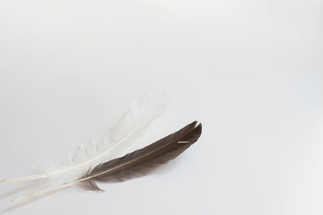 Black and white feathers are paired together on an empty white b