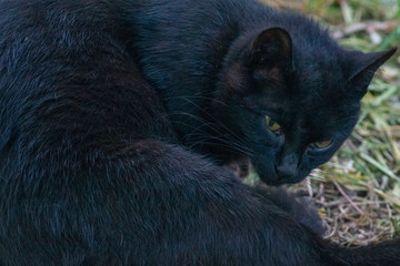 Close-up of a black cat, looking at camera, on the grass