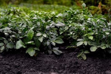  young plants potatoes in the garden