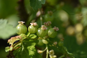 Unreife Johannisbeeren (Ribes)