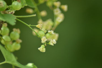 Unreife Johannisbeeren (Ribes)