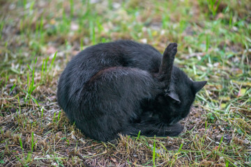 Wild black cat licking his balls on the grass