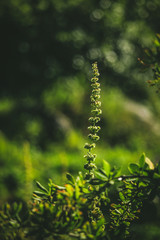 Green leaf anf lights on it