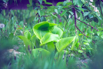 Fototapeta na wymiar host plant in the garden ornamental plant