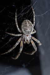 Female european garden spider sitting in its web, waiting for prey