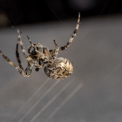 Female european garden spider building its web