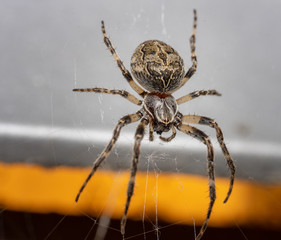 Female european garden spider sitting in its web, waiting for prey