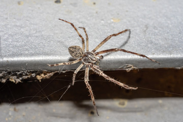 Male european garden spider sitting in its web