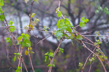 the grape vine leaves the first garter grapes