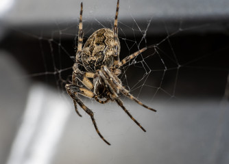 Female european garden spider sitting in its web, waiting for prey