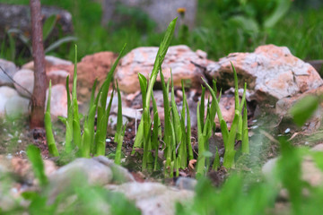 host plant in early spring