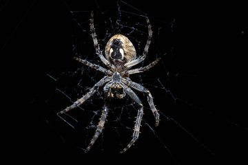 Female european garden spider belly