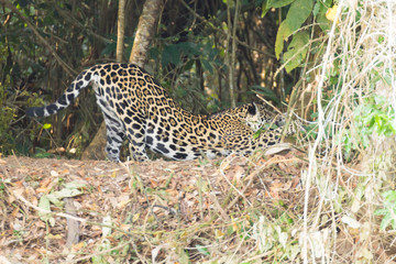 Jaguar from Pantanal, Brazil