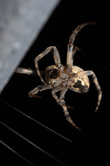 Female european garden spider building its web