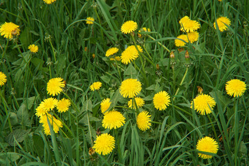 Spring yellow flowers dandelions in grass