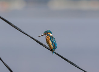 Srinagar, India - surrounded by the wonderful mountains of Kashmir, the city of Srinagar displays a colorful variety of wildlife as well, with a lot of birds species