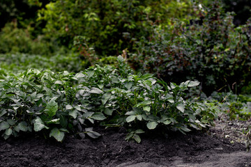  young plants  in the garden
