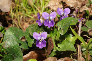 Closeup of spring flowers Viola Canina Violet