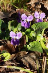 Close-up of spring violet Viola canina