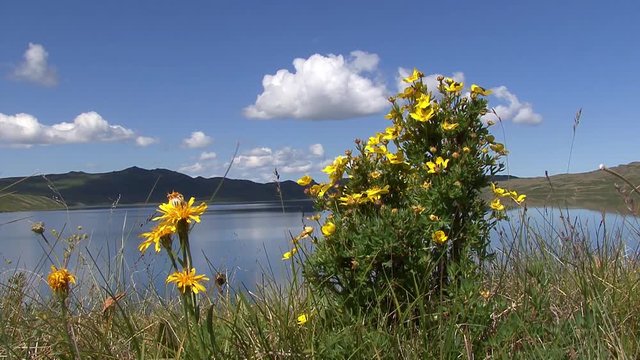 Altai. Landscapes of the foothills, the Ukok Plateau.