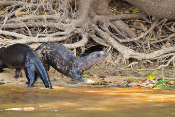 Giant otter from Pantanal, Brazil