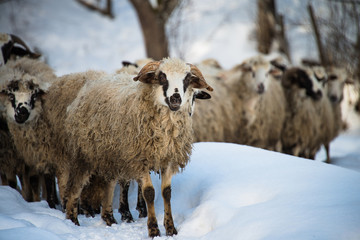 Fototapeta premium Life in the countryside is beautiful