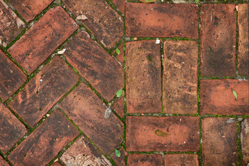 Fishbone and Double flemish bond red brick floor, green moss