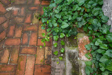 d bricks pavement laid and poison ivy background image
