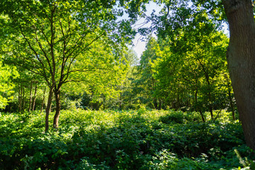 A tour past the Dunger lake
