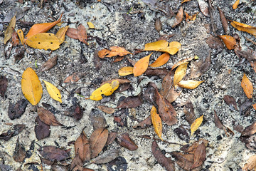   Bright colorful abstract background of mangrove leaves on the sandy shore of the Peace River in Punta Gorda Florida  
