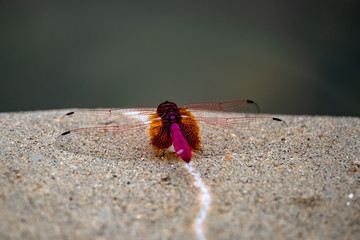 Dragonfly 