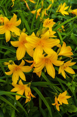 Flowers of yellow daylilies in the garden in the middle of summer.